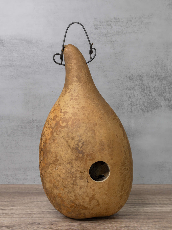 Raw unfinished birdhouse gourd at Meadowbrooke Gourds