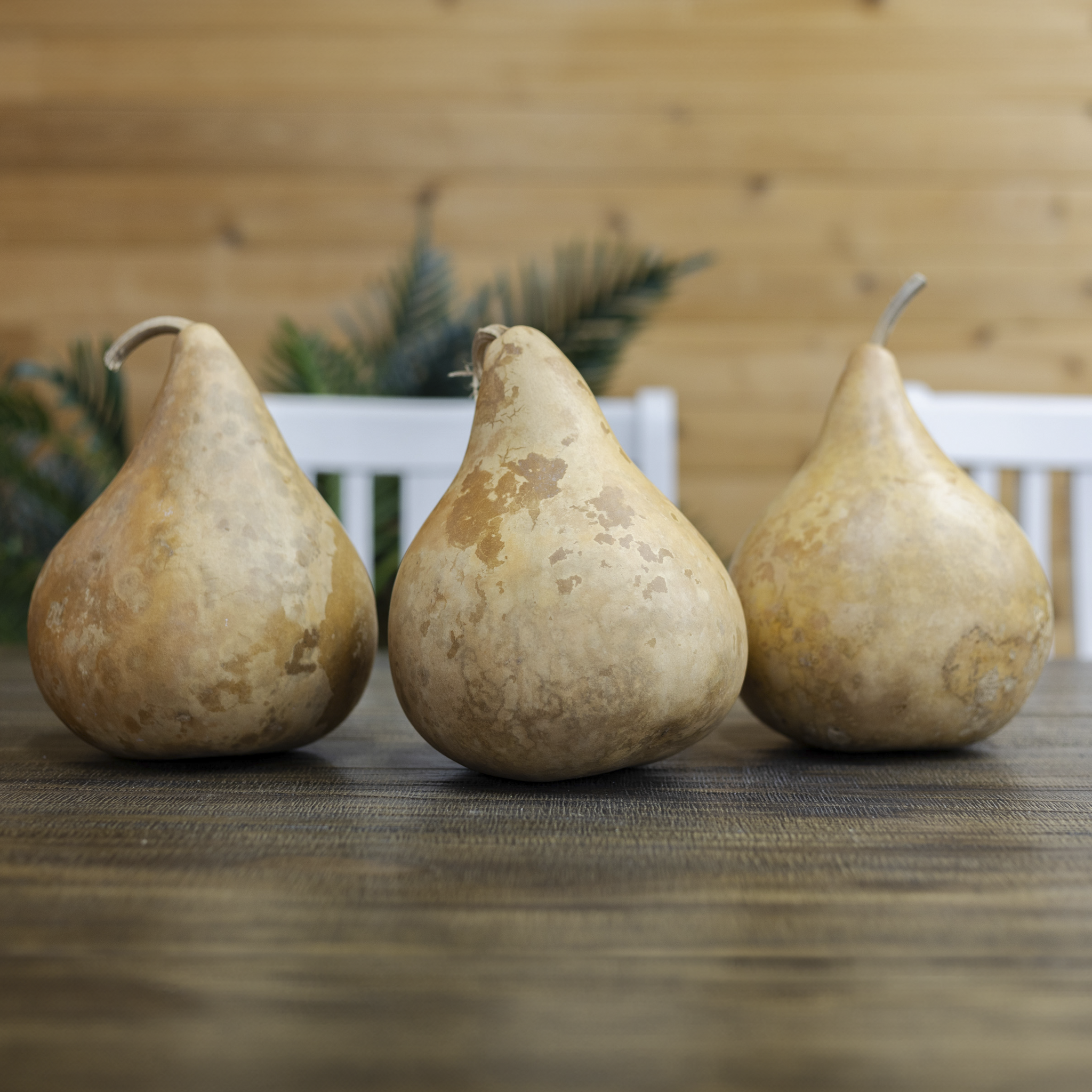 Dried Martin Gourd - 5" in Diameter