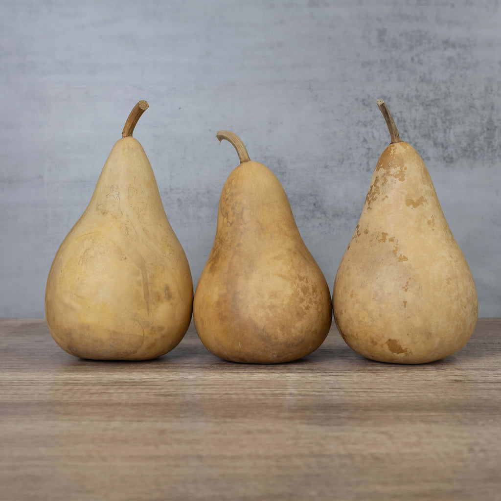 5" Hard Shell Martin Gourds at Meadowbrooke Gourds.