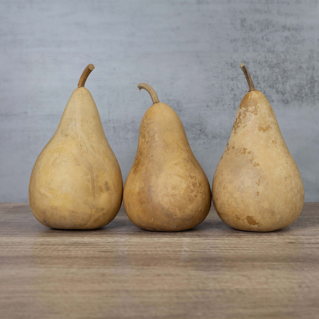 5" Hard Shell Martin Gourds at Meadowbrooke Gourds.