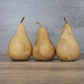 5" Hard Shell Martin Gourds at Meadowbrooke Gourds.
