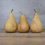 5" Hard Shell Martin Gourds at Meadowbrooke Gourds.