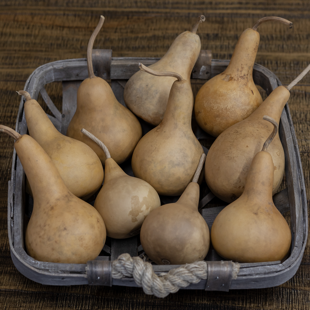 Dried Martin Gourd - 2" in Diameter