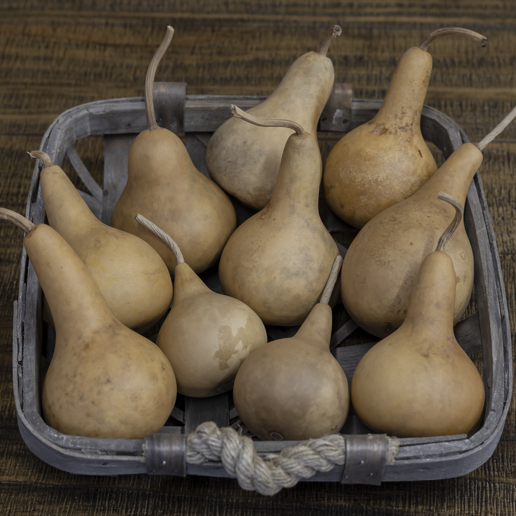 Dried Martin Gourd - 2" in Diameter