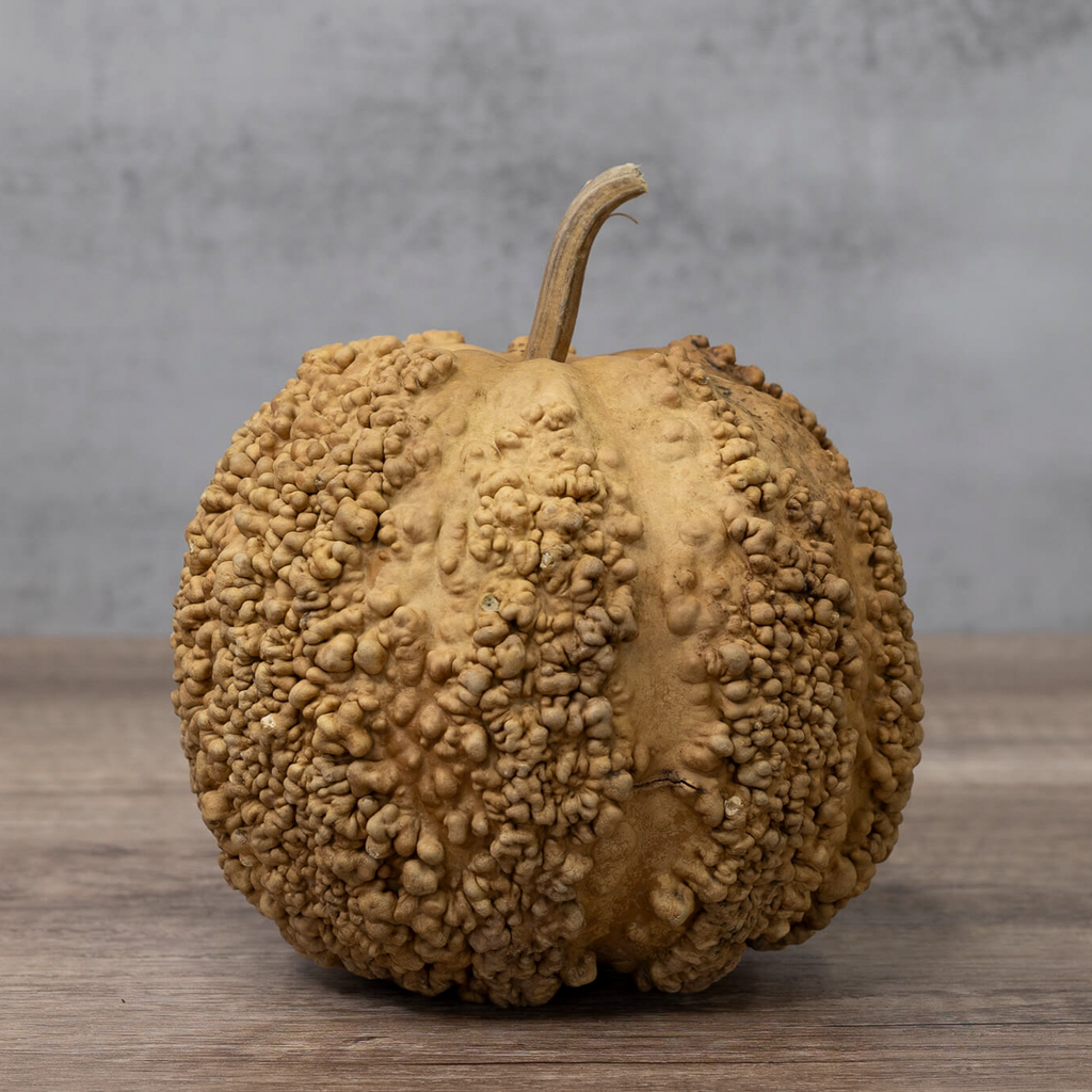 Dried Warty Gourd