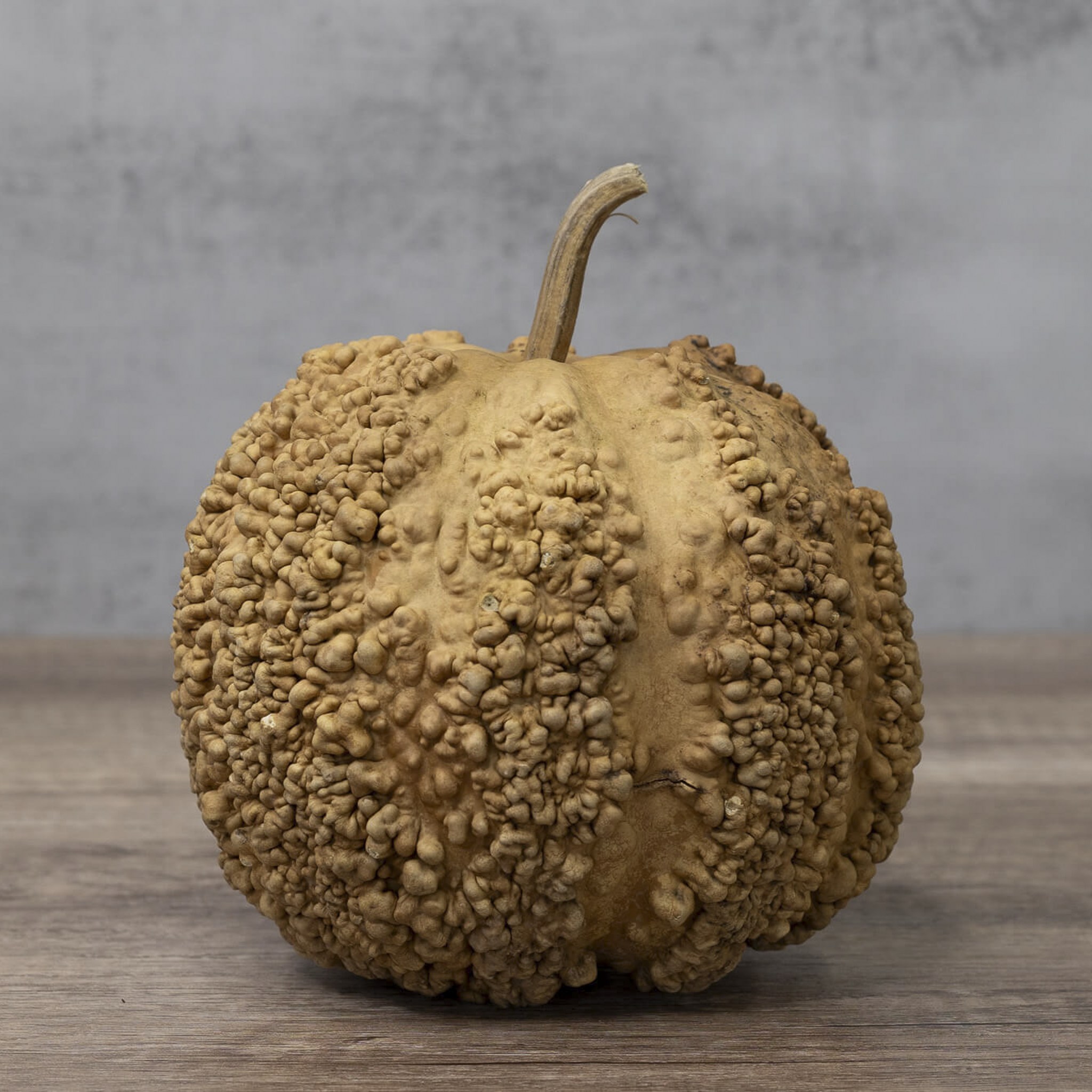 Dried Warty Gourd
