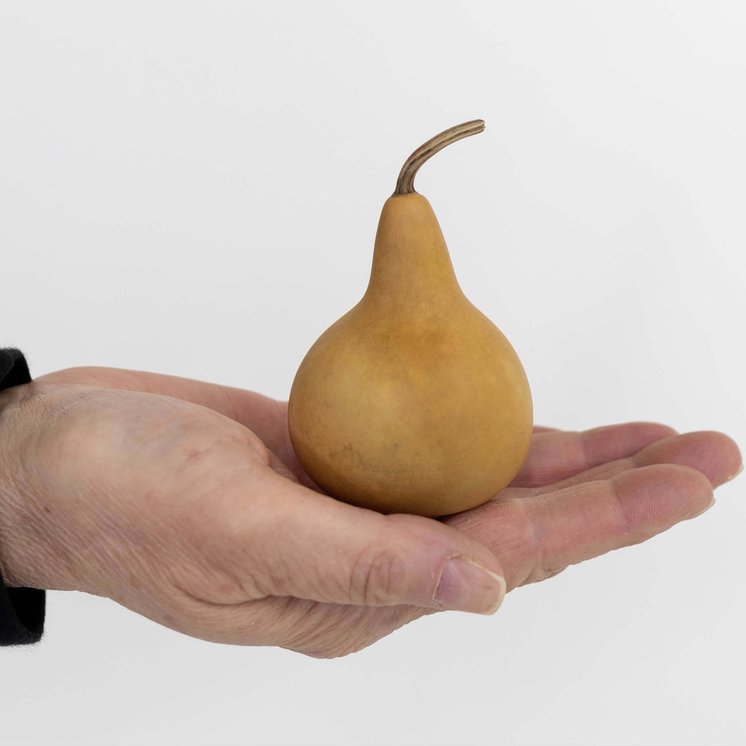 2" Hard Shell Martin Gourds at Meadowbrooke Gourds.