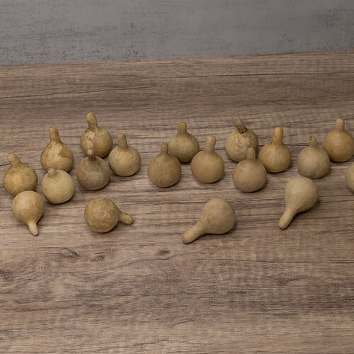 Spinner Gourds at Meadowbrooke Gourds. 