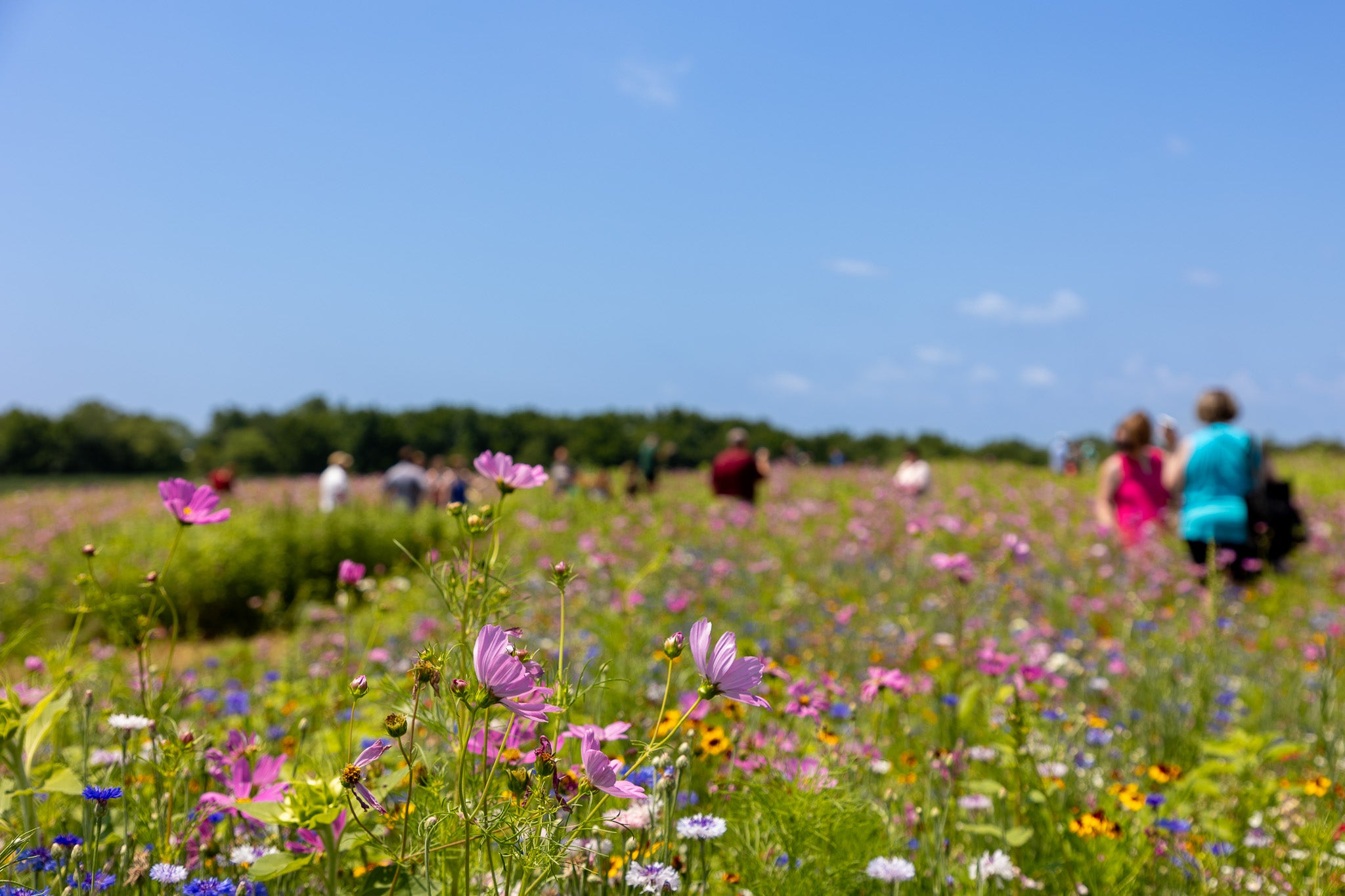 Wildflowers at Maedowbrooke Gourds.