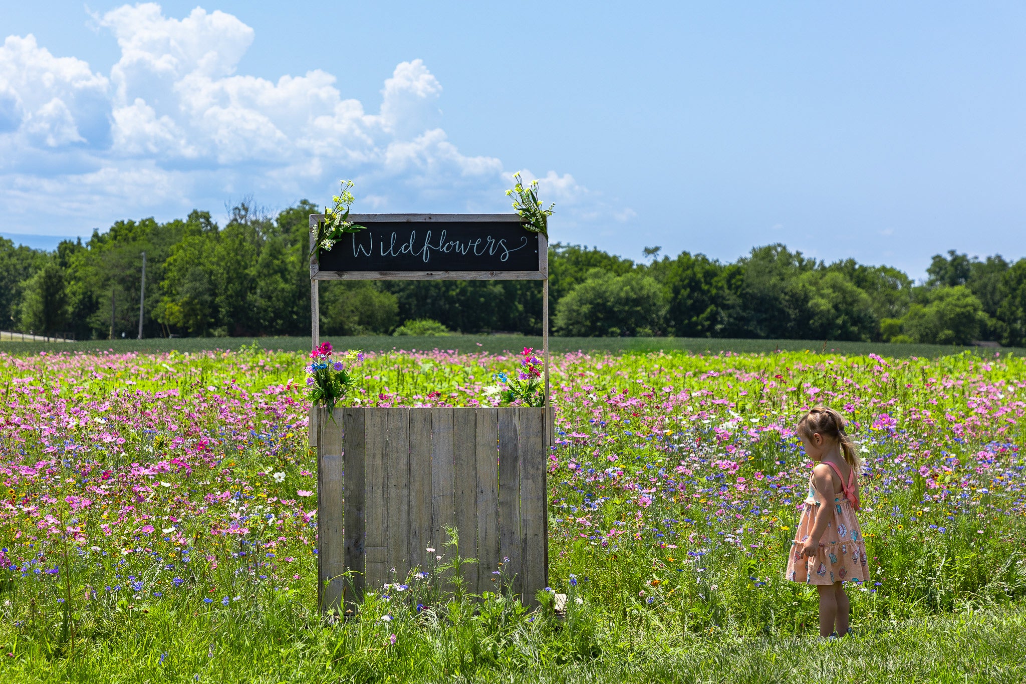 Wildflowers at Maedowbrooke Gourds.