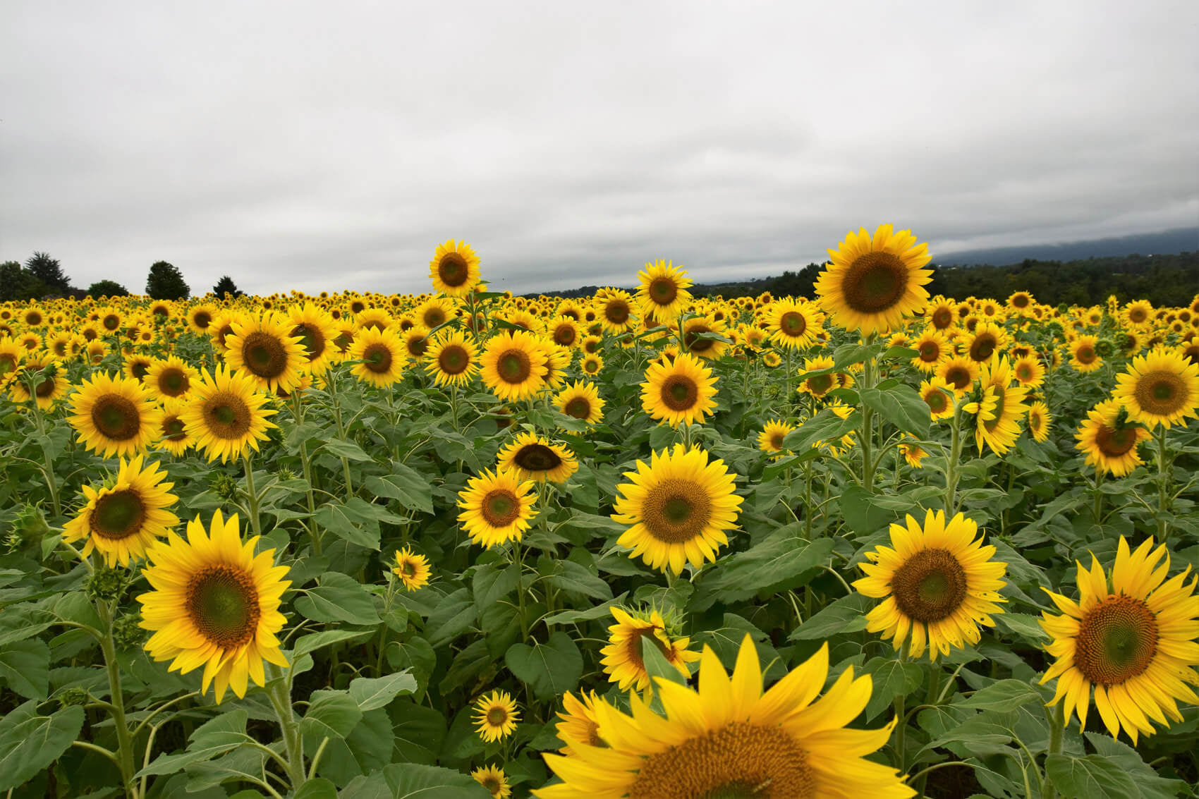 Sunflower field 