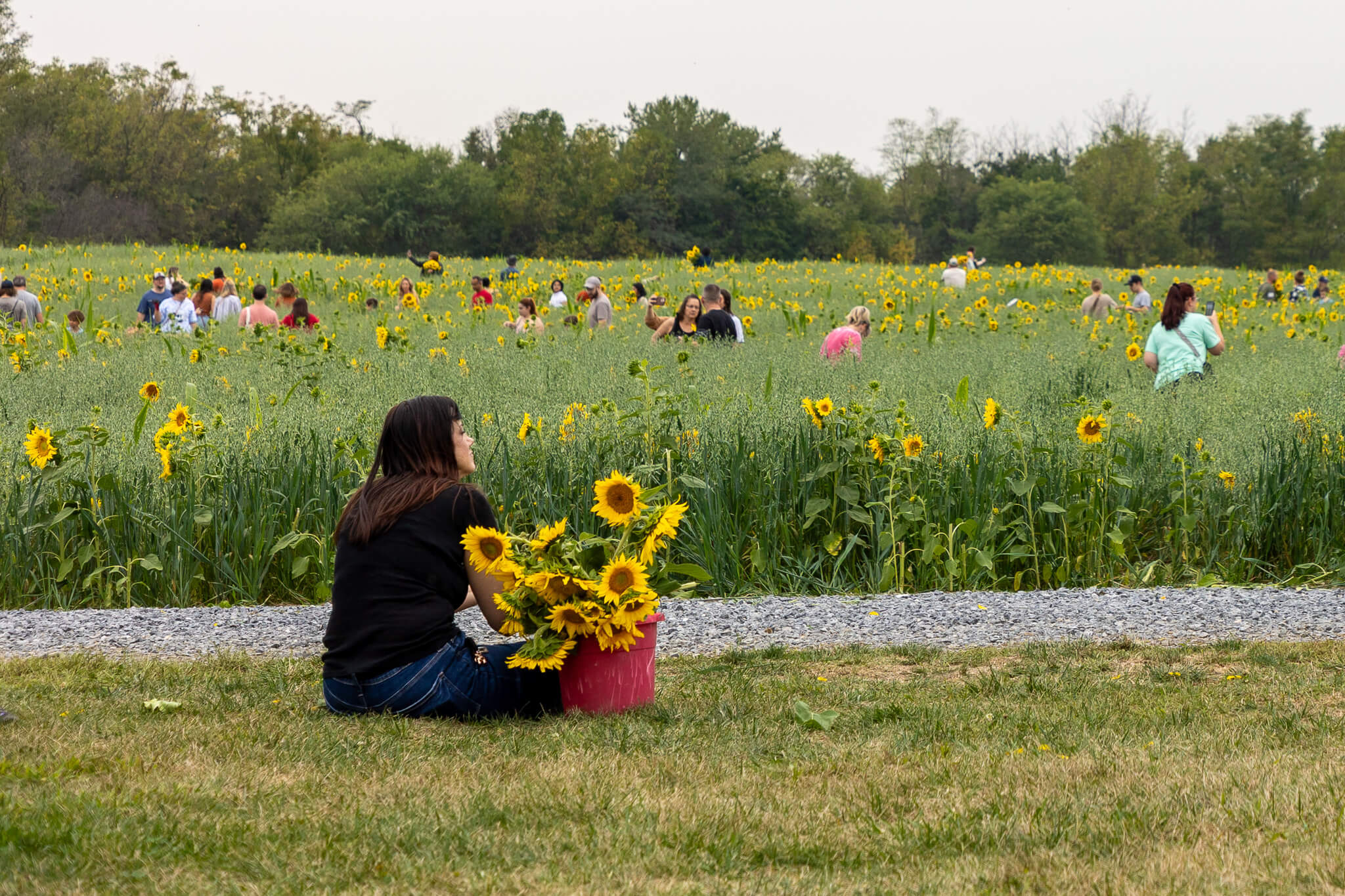 Person sitting in a sunflower field with a basket of sunflowers - Sunflower Festival at Meadowbrooke Gourds