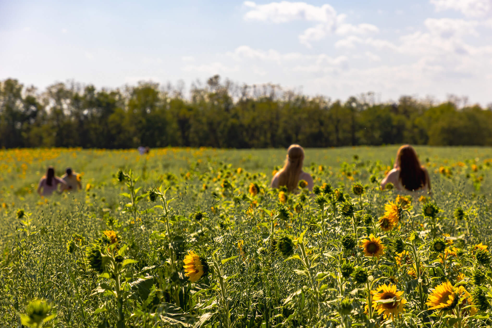 People walking through a field of sunflowers with trees in the background - Sunflower Festival at Meadowbrooke Gourds