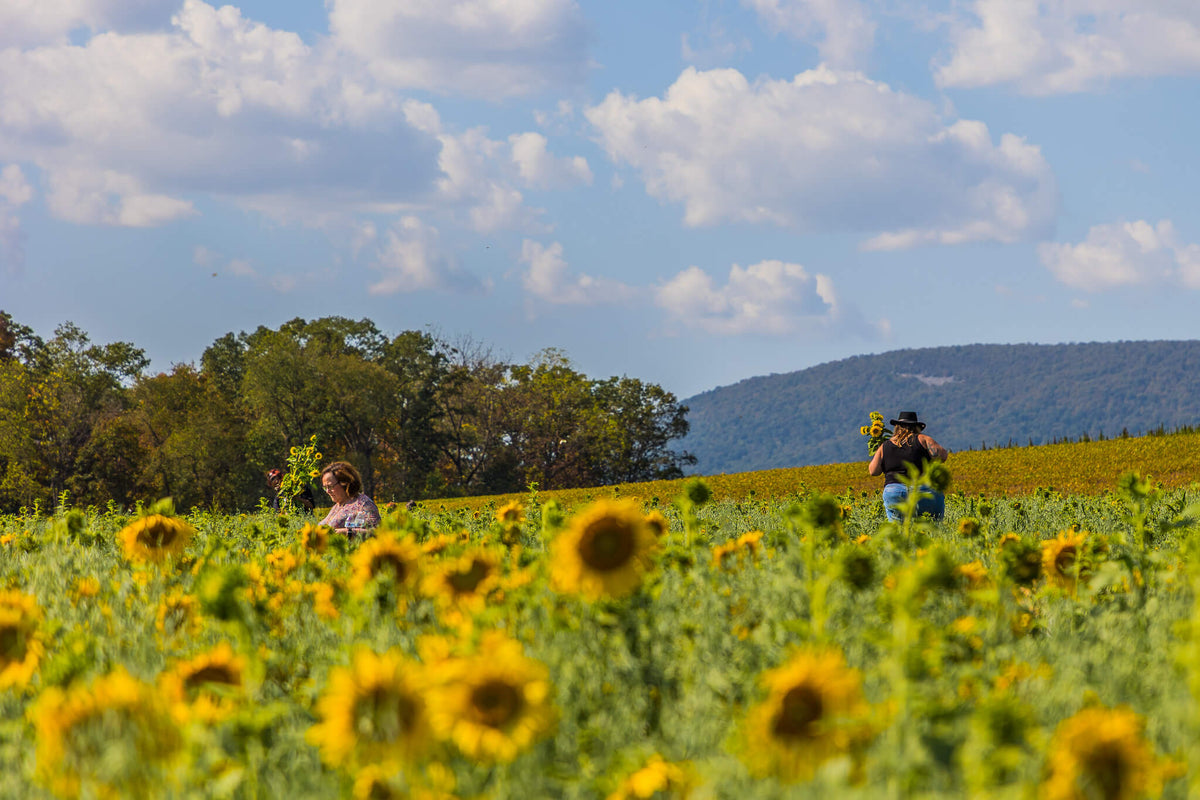 Sunflower Festival 2025, attendees picking sunflowers.