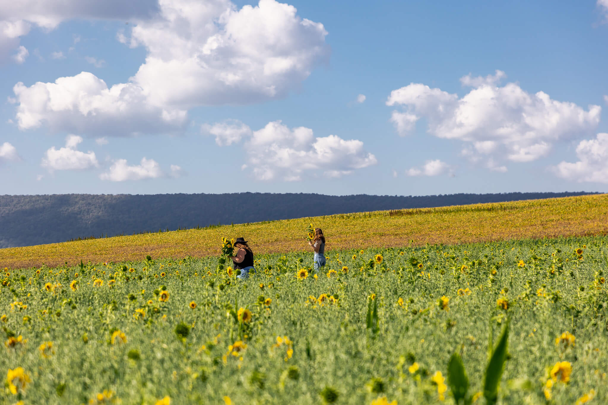 Sunflower Season – Meadowbrooke Gourds