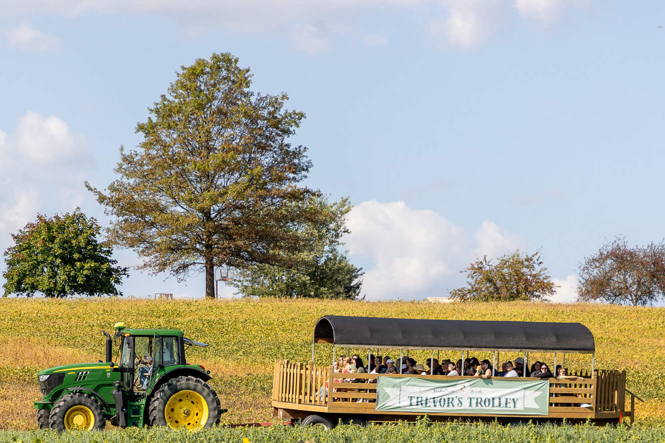 Woman and child in a sunflower field with a tractor ride in the background. - Sunflower Festival at Meadowbrooke Gourds