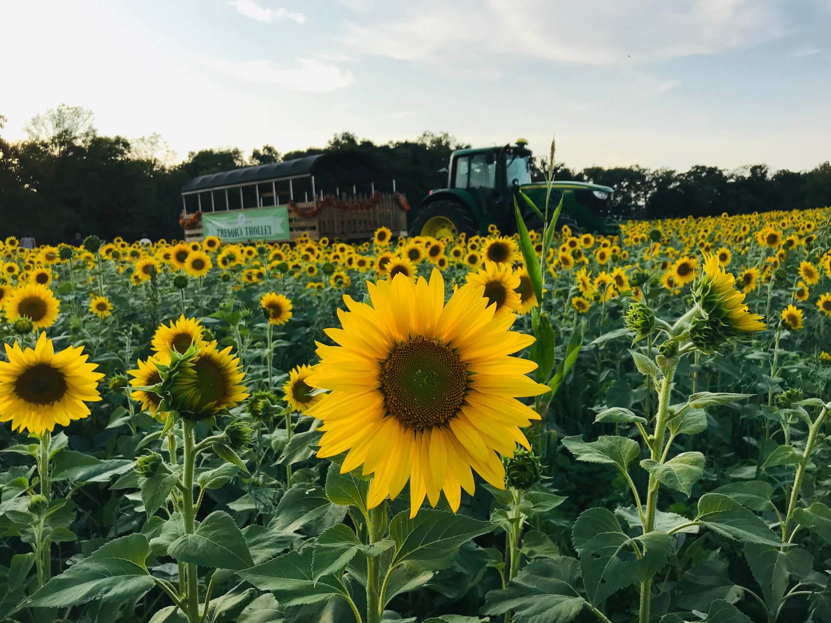 Tractor and trolley wagon in sunflower field