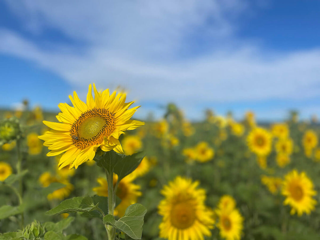 Sunflower field
