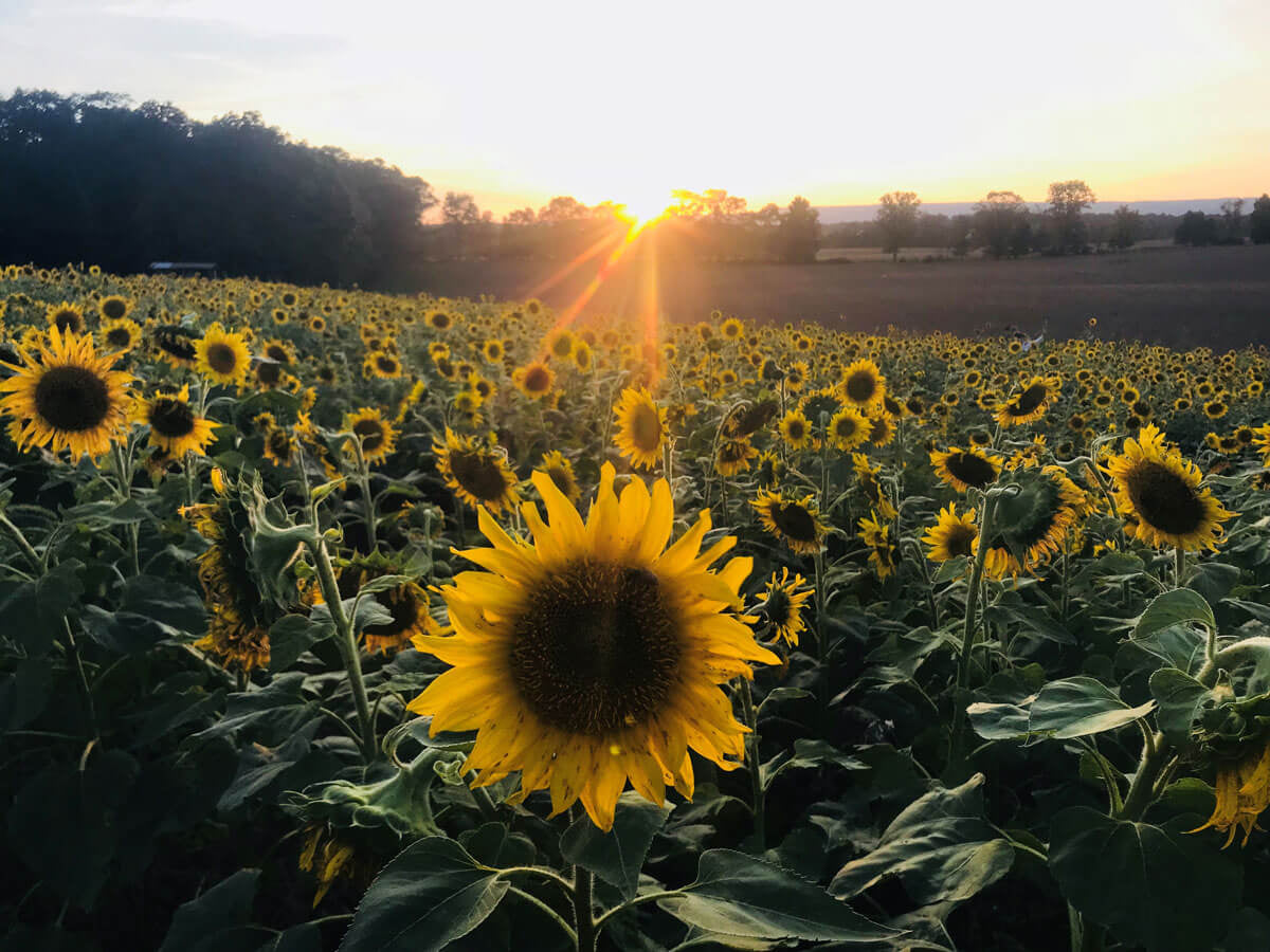 Sunflowers at sunset 