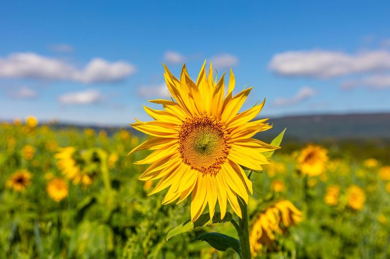 Sunflowers