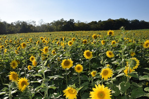 Blooming sunflower field