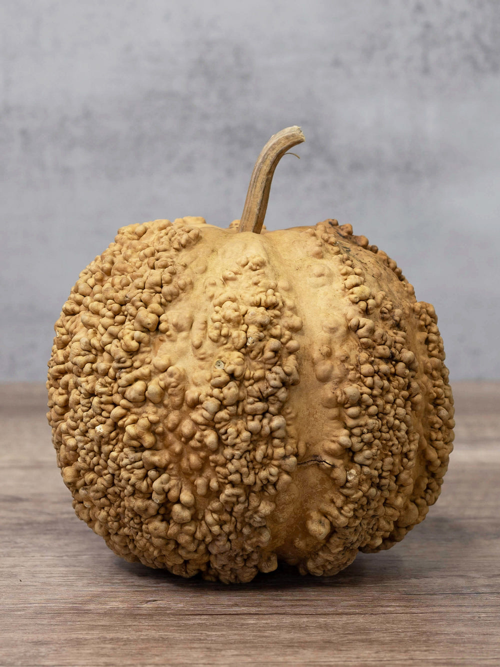 Unfinished warty gourd at Meadowbrooke Gourds