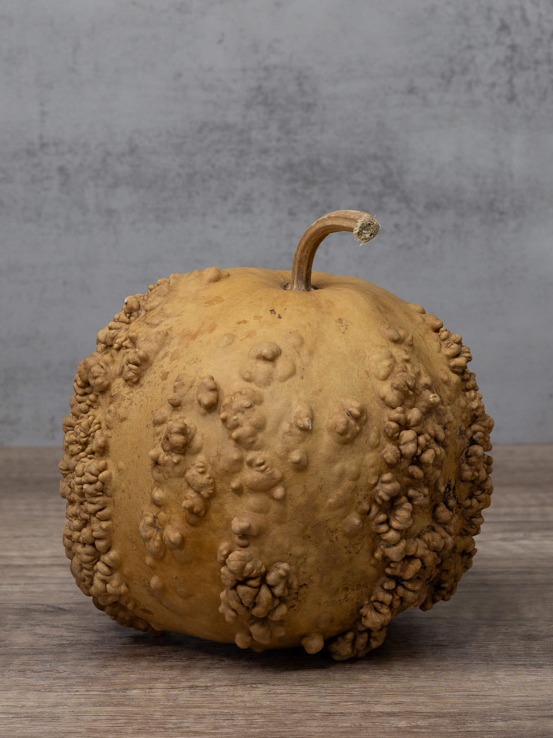 Unfinished warty gourd at Meadowbrooke Gourds