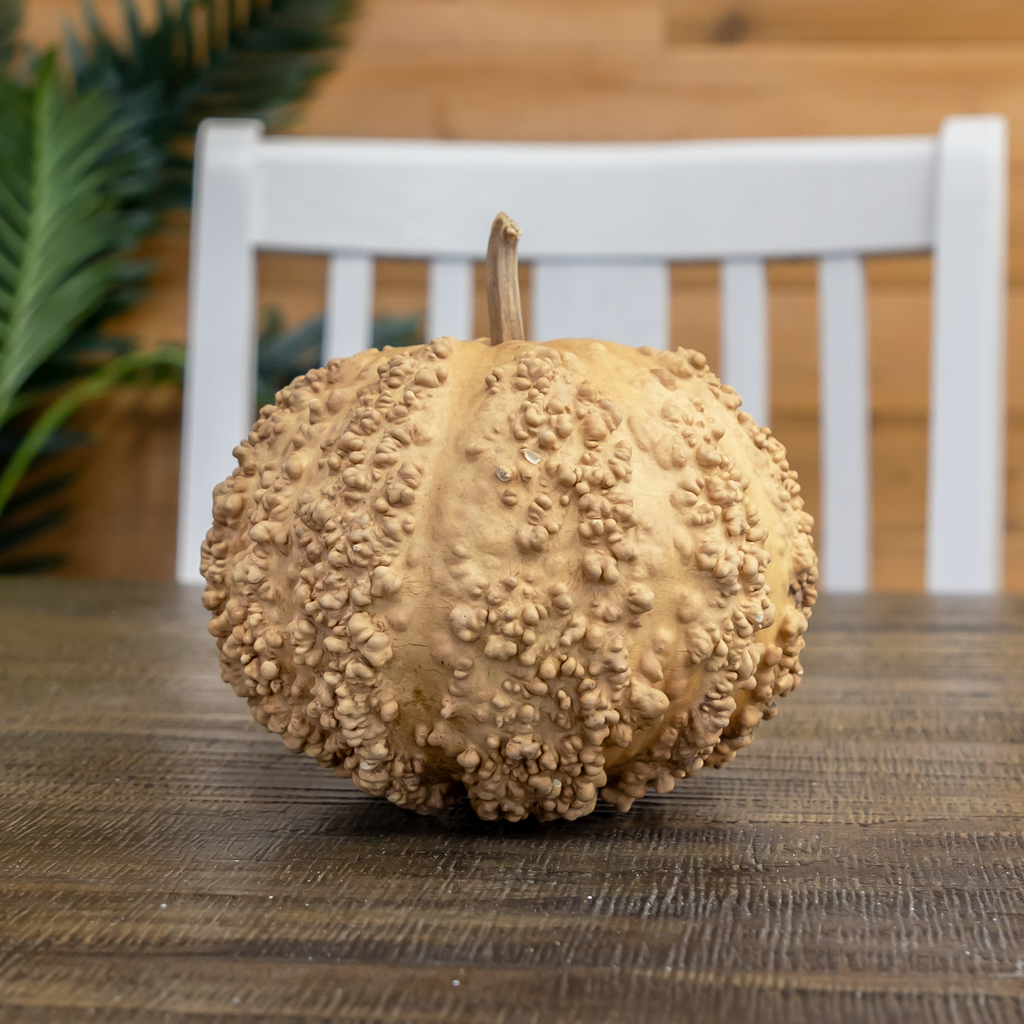 Dried Warty Gourd