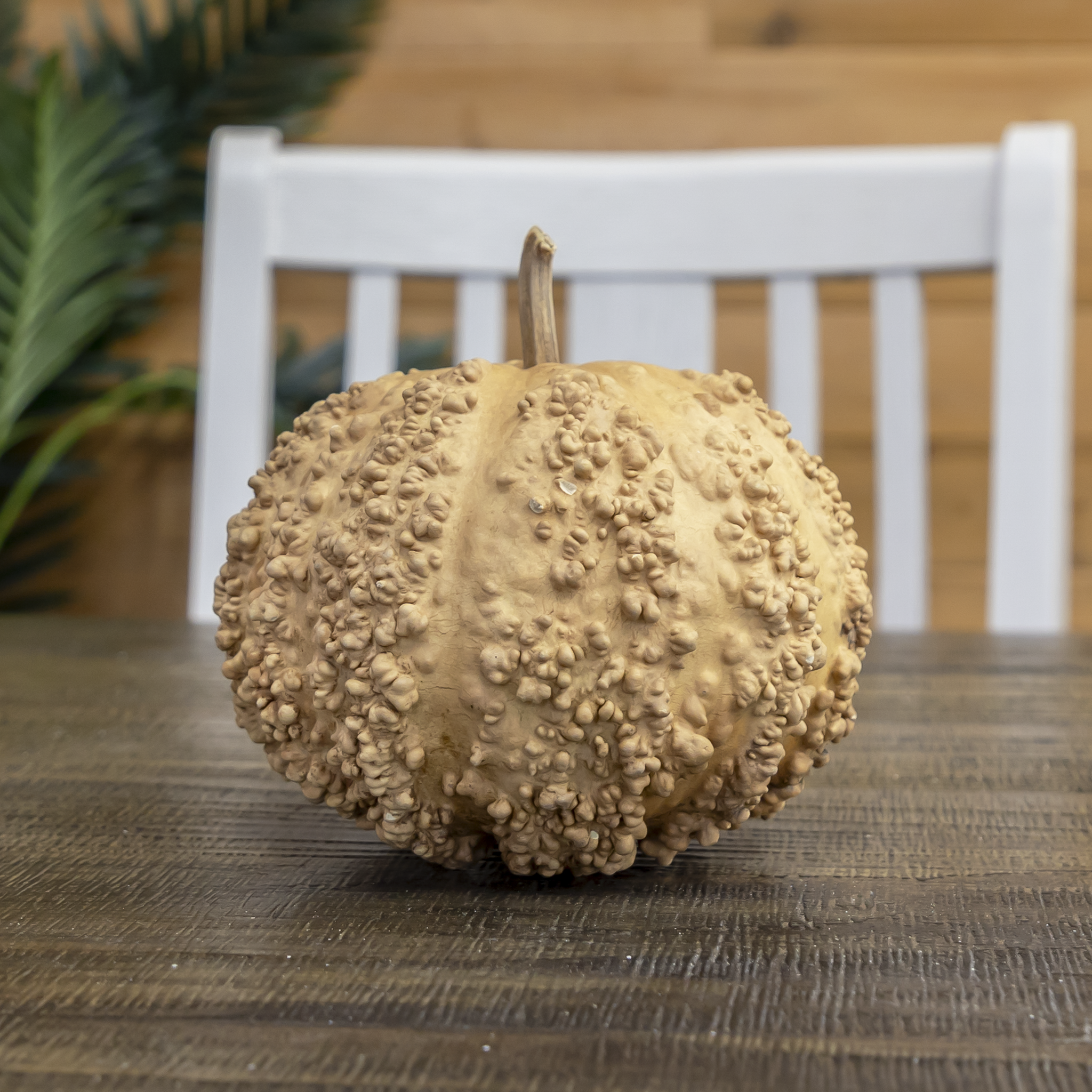 Dried Warty Gourd
