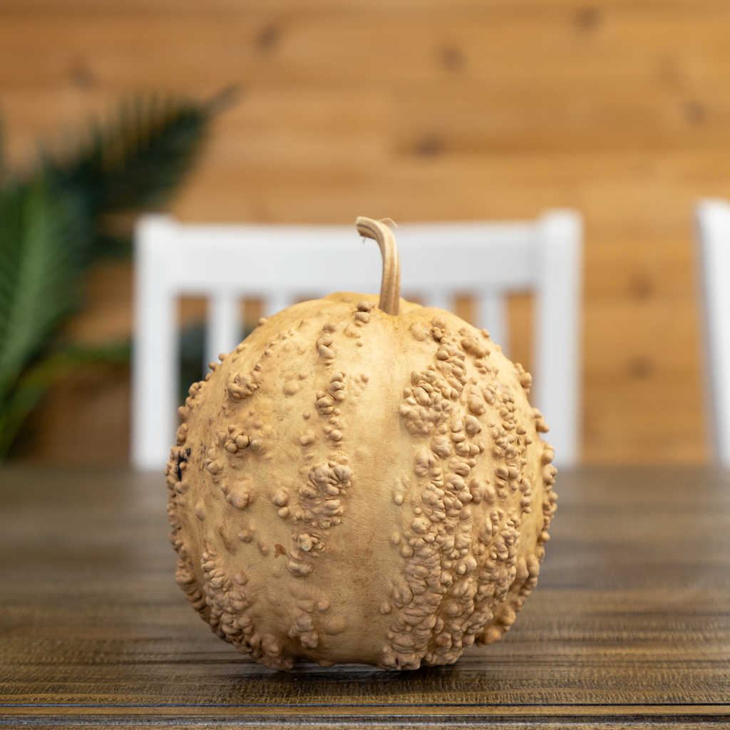 Dried Warty Gourd