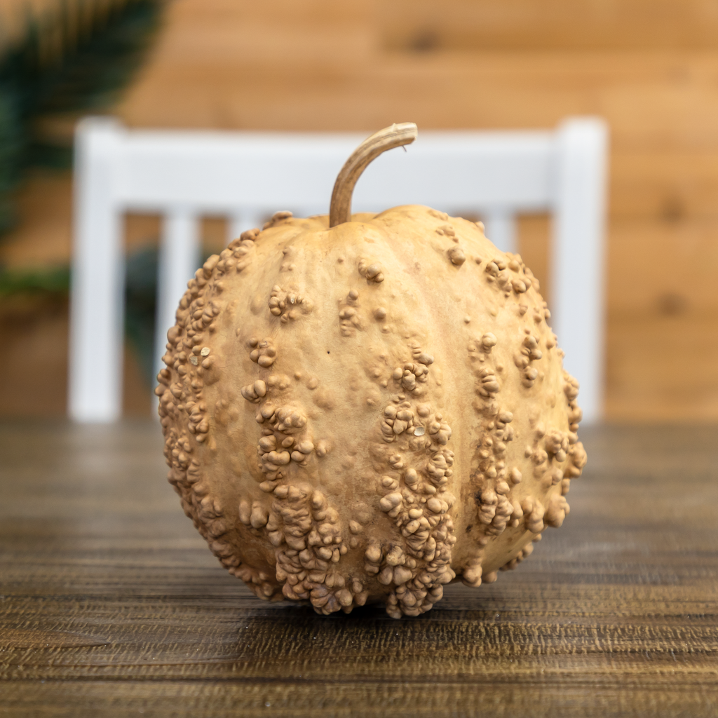 Dried Warty Gourd