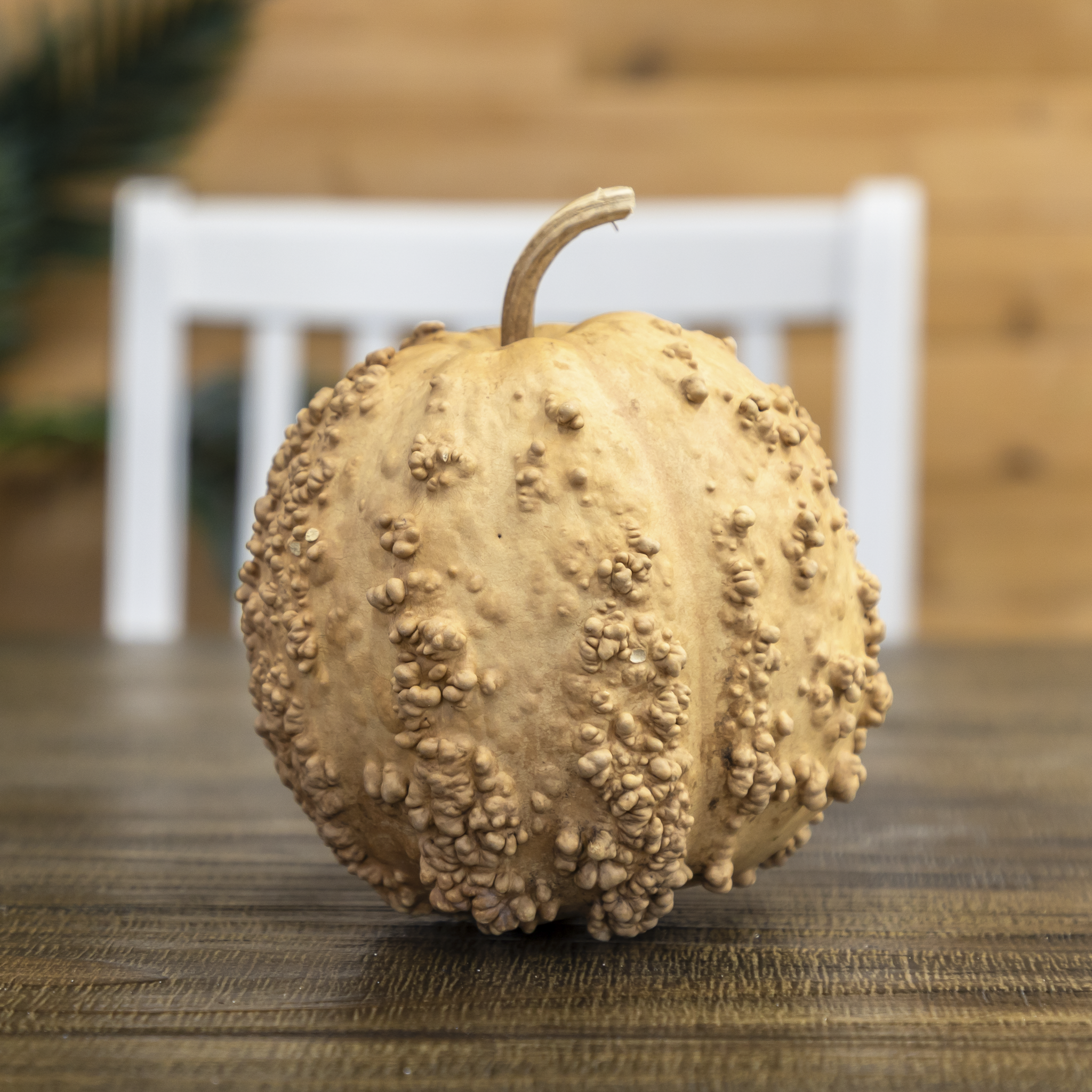 Dried Warty Gourd