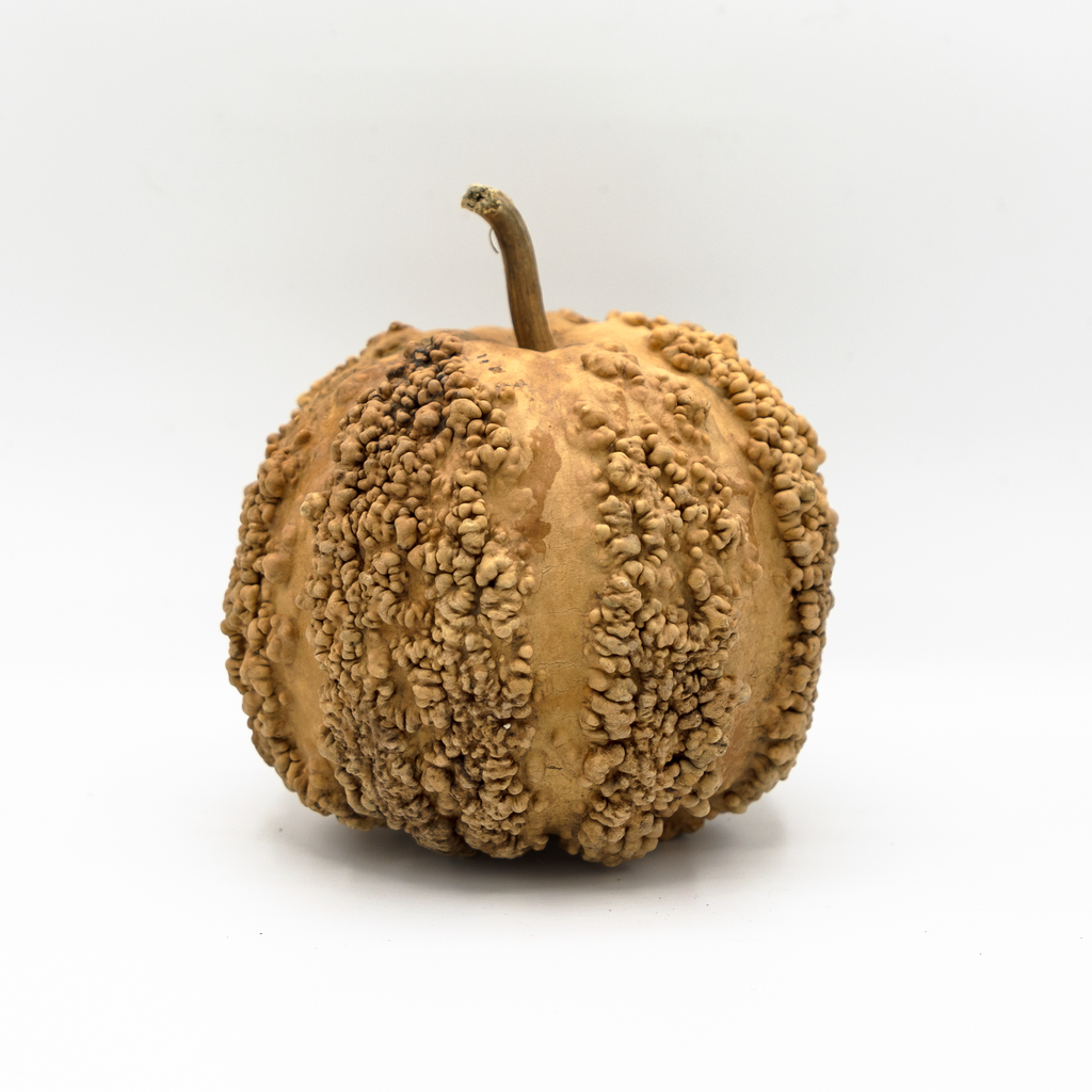 Dried Warty Gourd