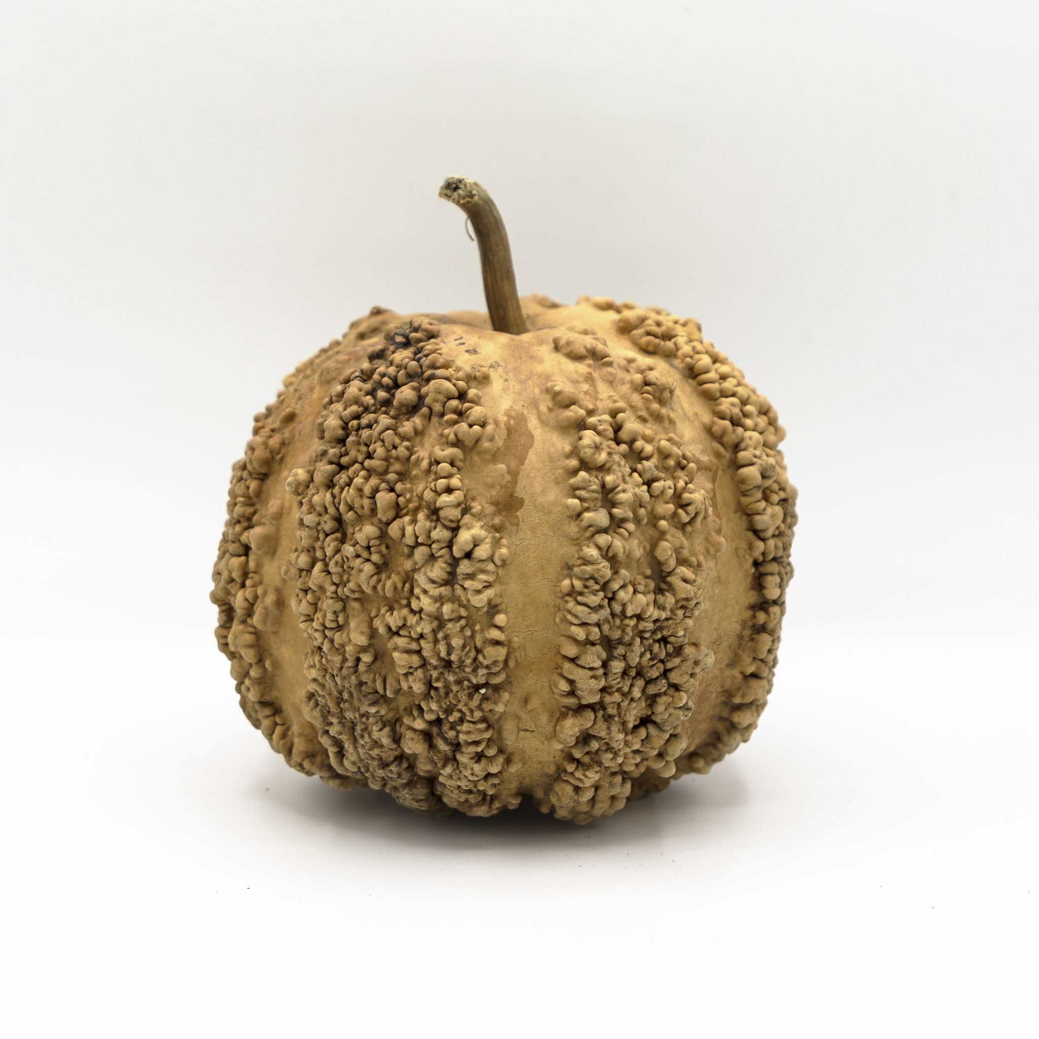 Dried Warty Gourd