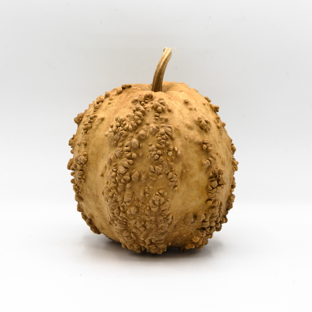 Dried Warty Gourd