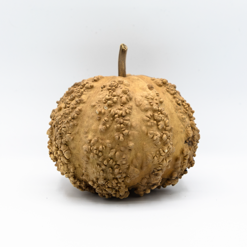 Dried Warty Gourd
