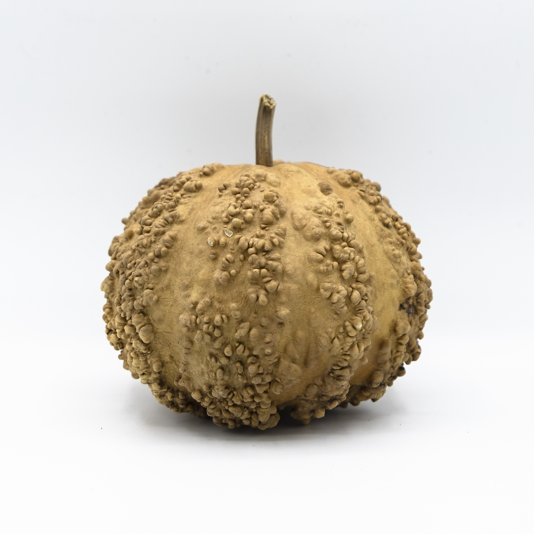 Dried Warty Gourd
