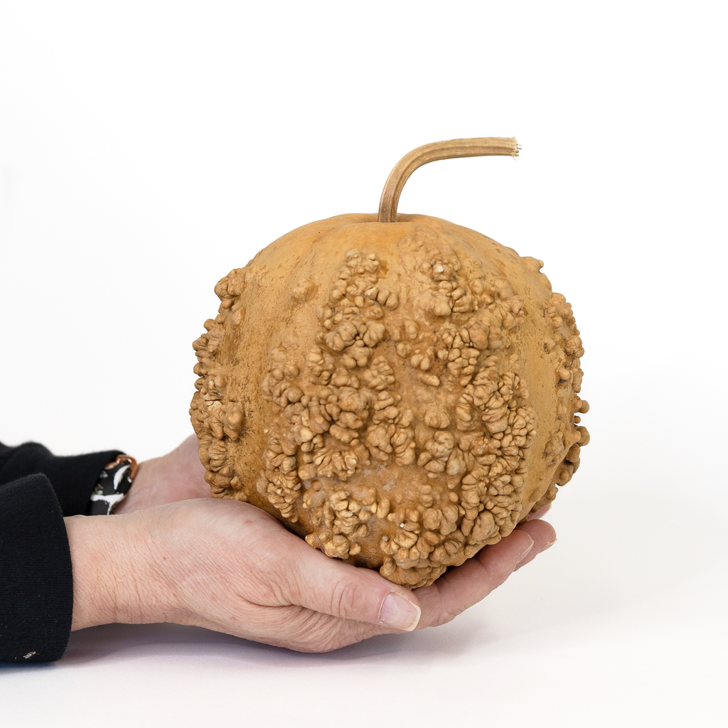 Dried Warty Gourd