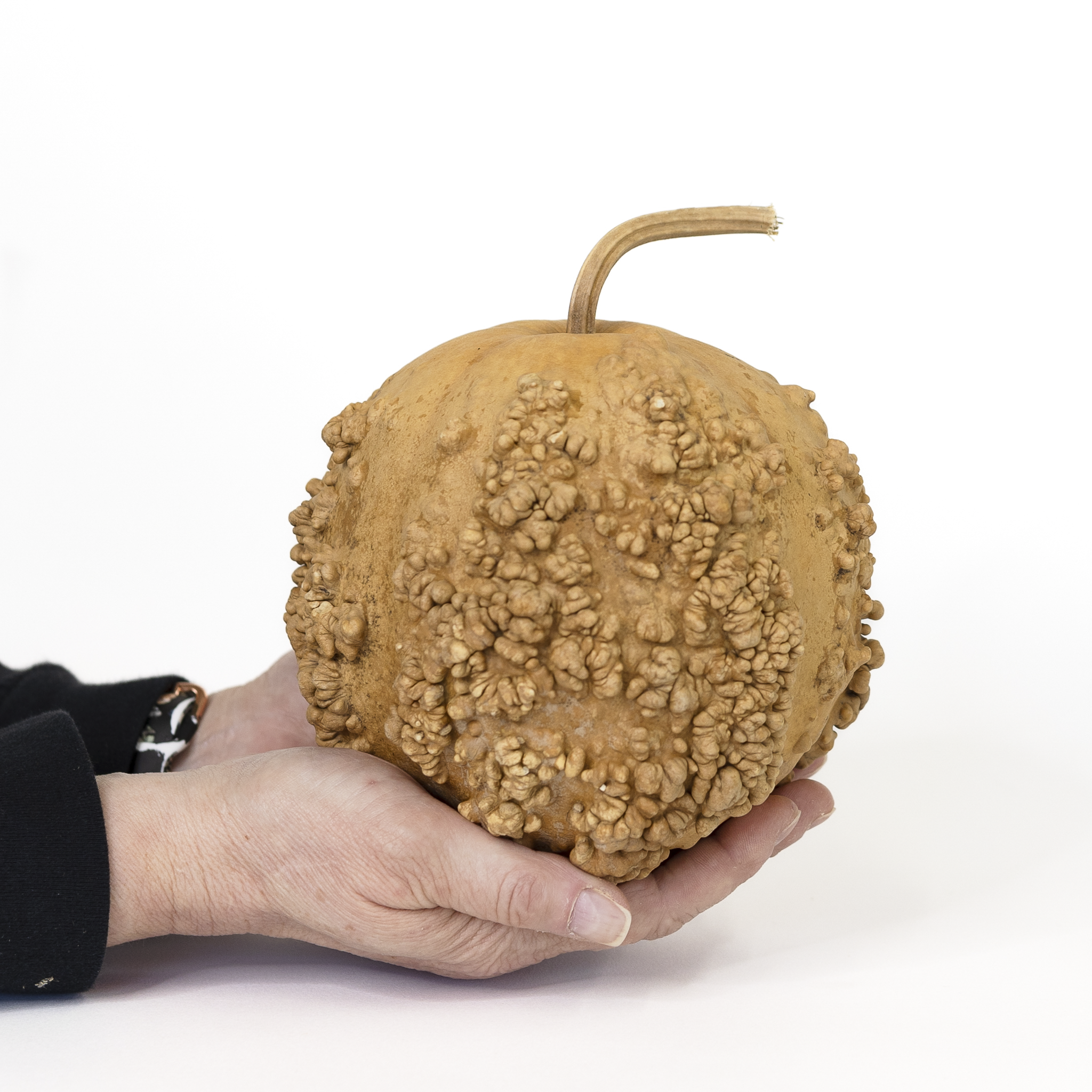 Dried Warty Gourd