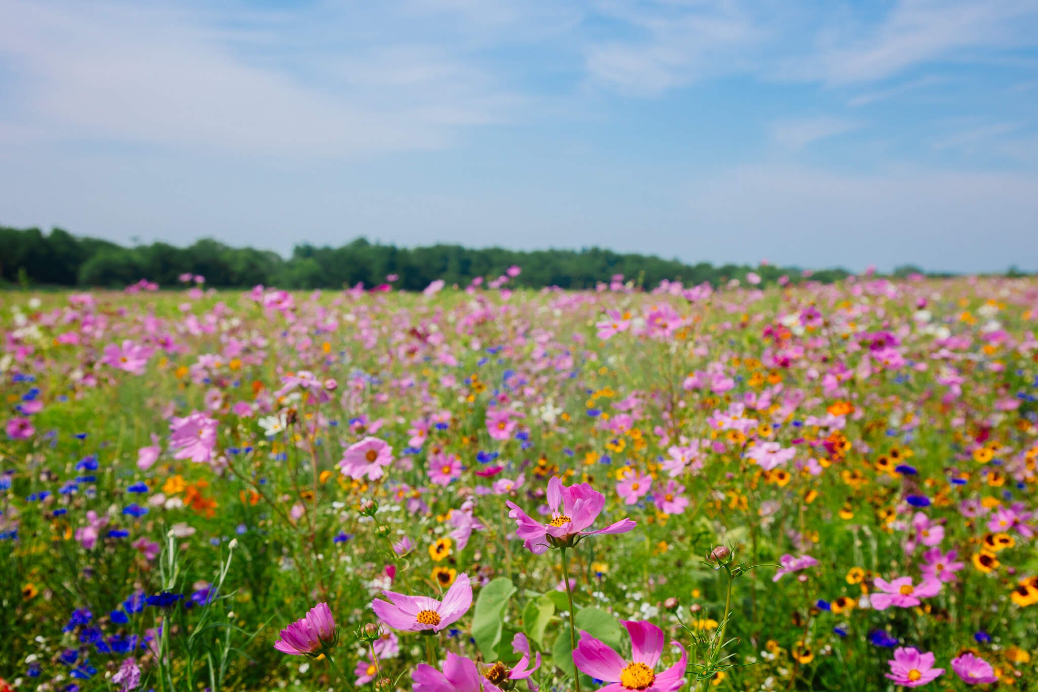Wildflowers at Meadowbrooke Gourds. 