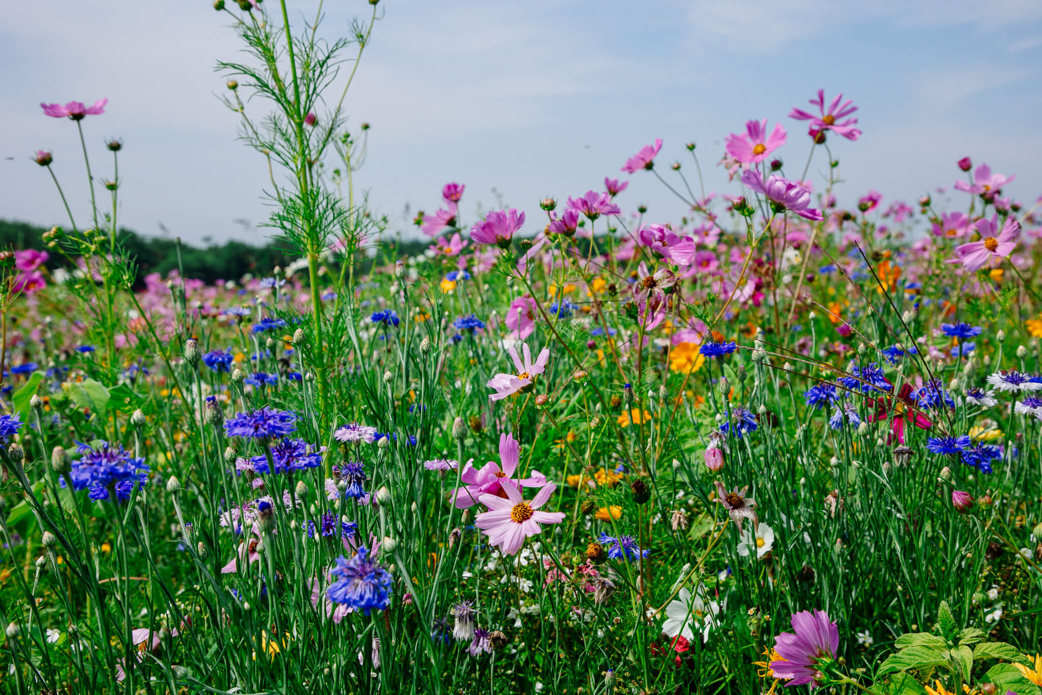 Wildflower Field at Meadowbrooke Gourds. 
