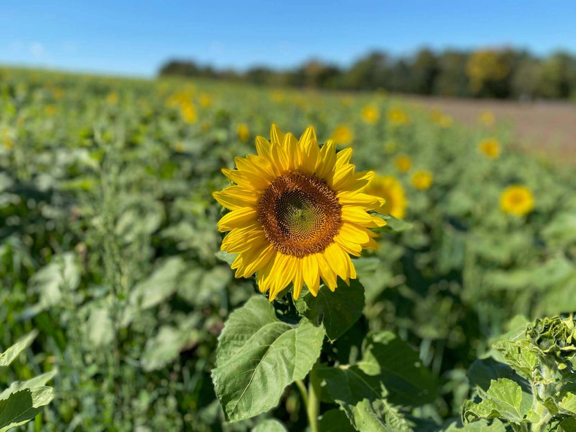 Sunflower Season Meadowbrooke Gourds