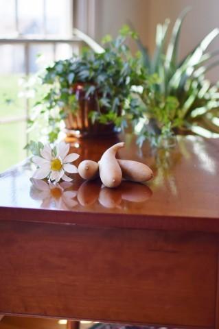 Clean raw banana gourds  at Meadowbrooke Gourds