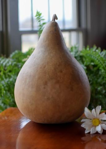 Extra Large Martin Gourd Seed