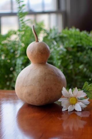Cleaned raw bottle gourd
