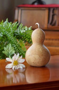 Raw clean bottle gourd  at Meadowbrooke Gourds