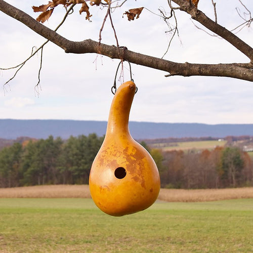 Birdhouse